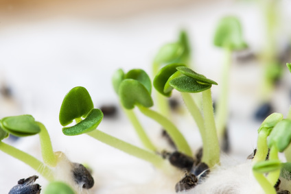 Supercharging Your Health With Sprouts