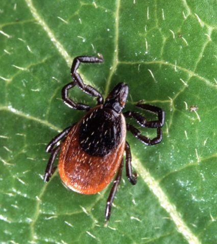 Discover what you need to know about Lyme Disease
