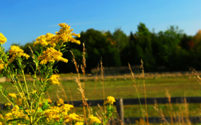Allergies – Natural Medicine