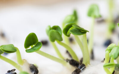 Supercharging Your Health. What History can teach us about the Secret of Sprouting.