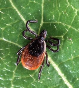 A picture of an adult Deer Tick. Scott Bauer, U.S Department of Agriculture, Creative Commons © 2009