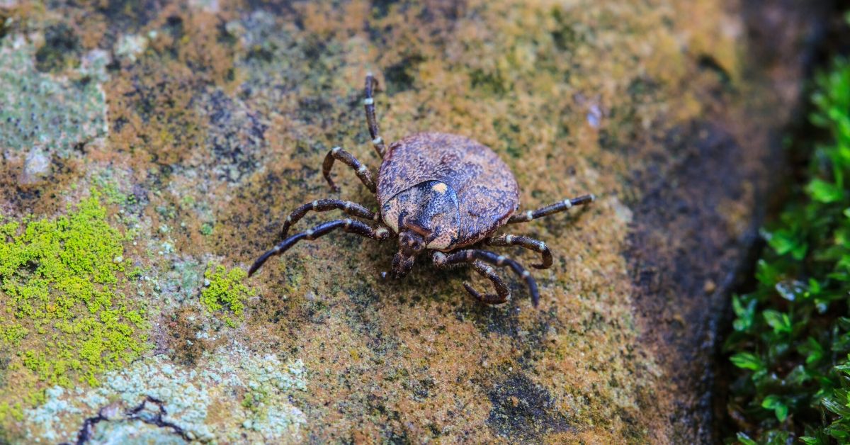 brown tick outside
